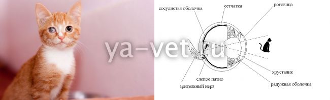 бельмо на глазу у кошки лечение
