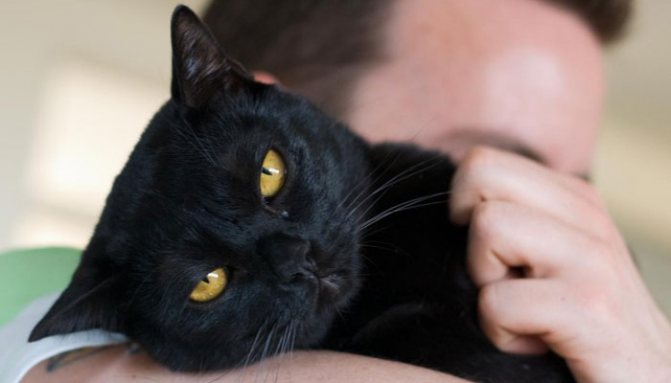 Человек и кот