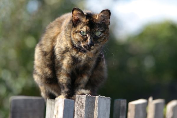 Черепаховый окрас встречается у беспородных кошек