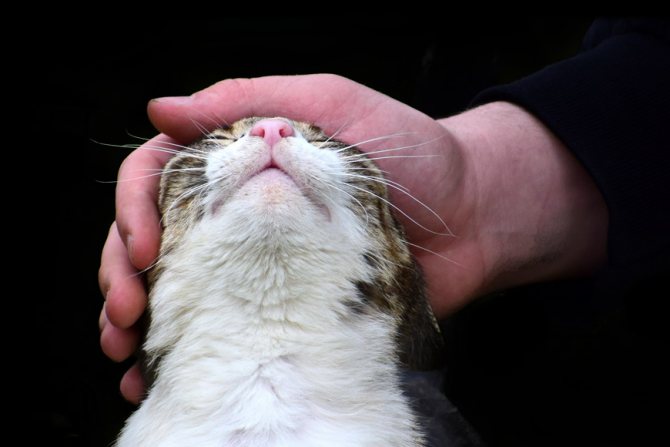 Что кошки думают о людях