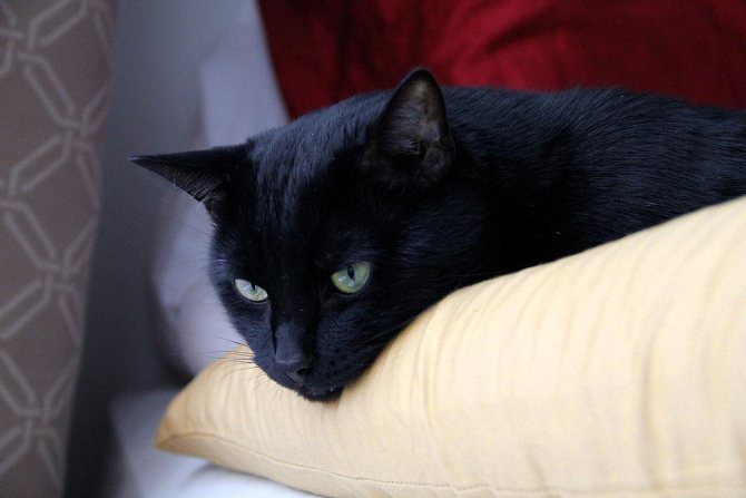 Фото бомбейского кота.jpg