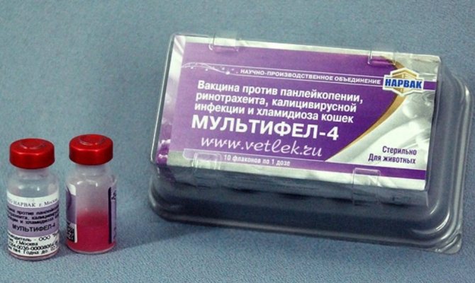 «Глобфел-4» для кошек