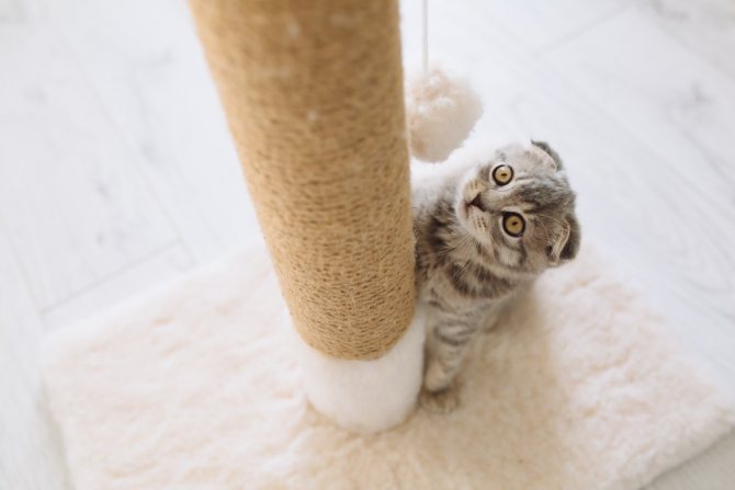 как приучить котенка к когтеточке.jpg