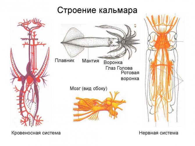 кальмар