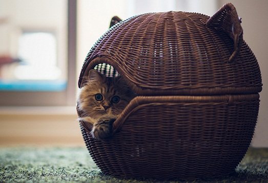 Корзины