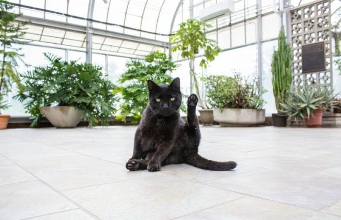Кошка и растения