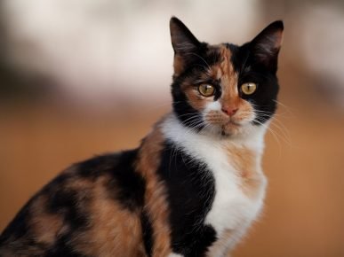 Кошка окраса черепаха калико