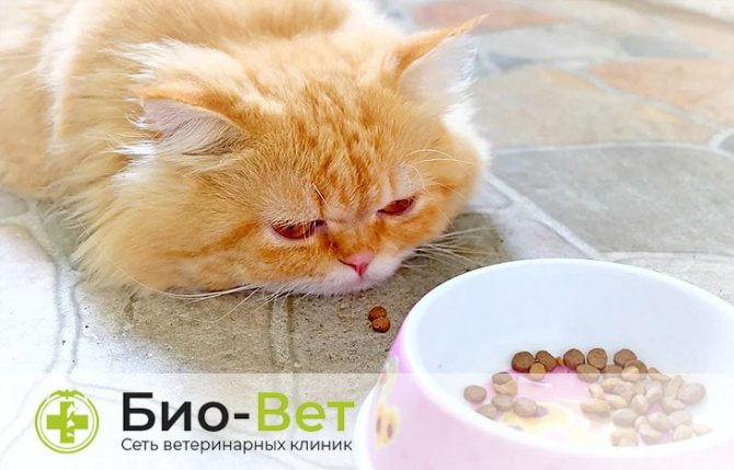 Кошку рвет желтой жидкостью