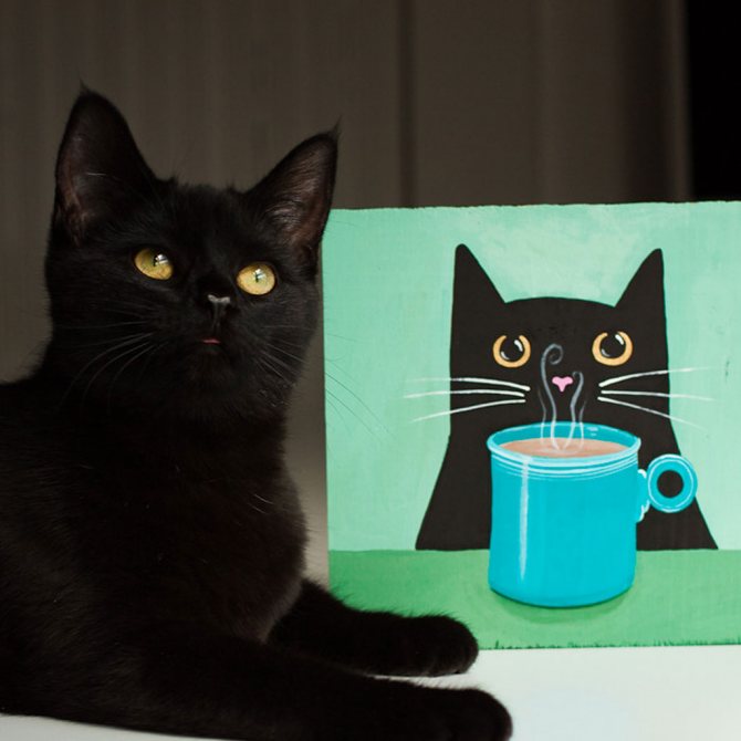 Кот бомбей.jpg