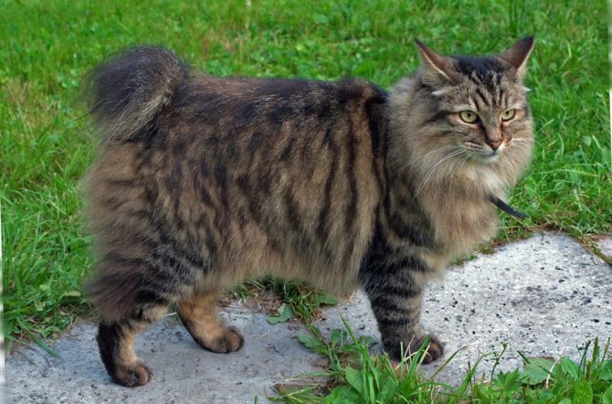 'Кот с хвостом