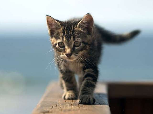 Котенок гуляет
