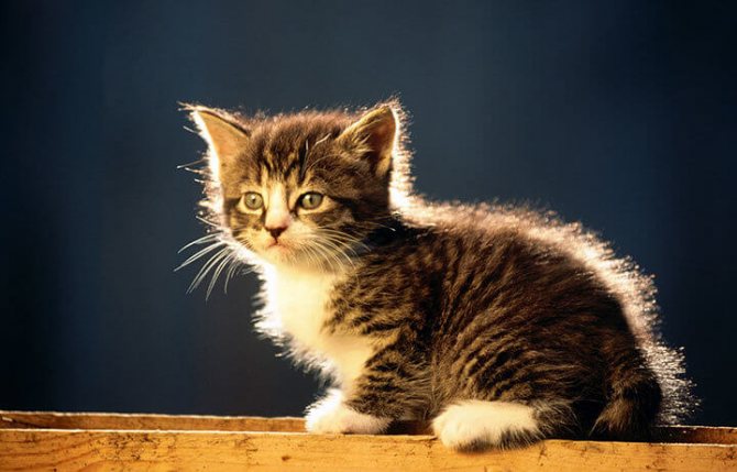 Котенок курильского бобтейла