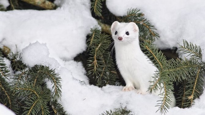 ласка