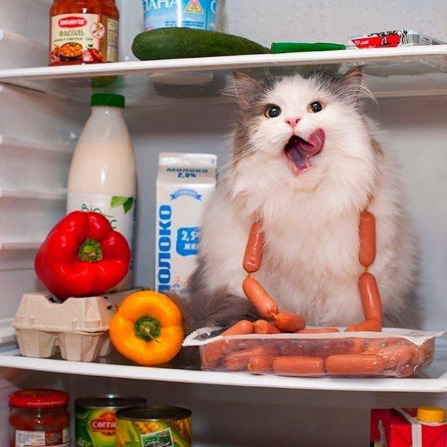 Леонардо корм для кошек