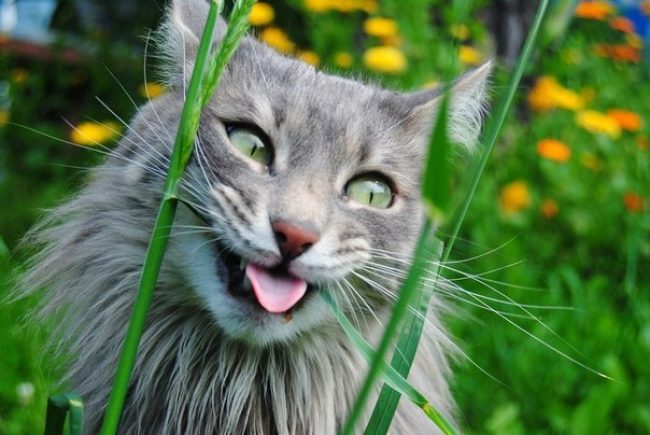 Леонардо корм для кошек