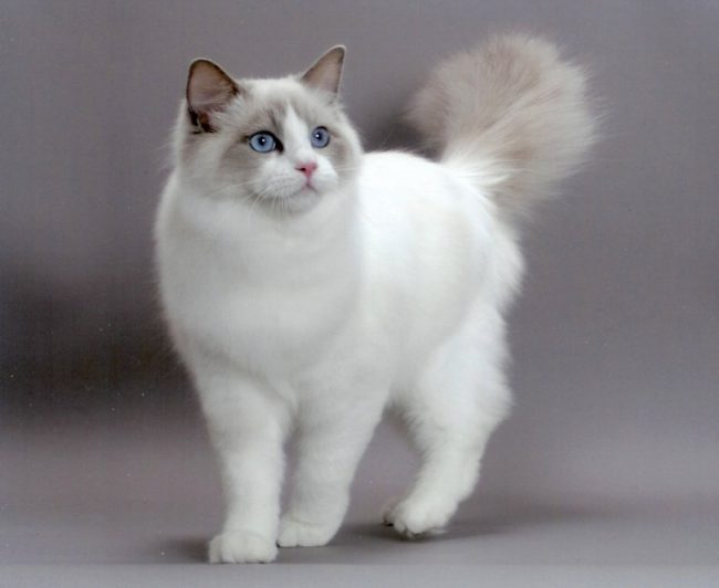 Леонардо корм для кошек