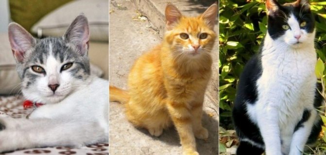 На фото Эгейская кошка популярных окрасов