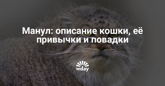Описание породы кот манул