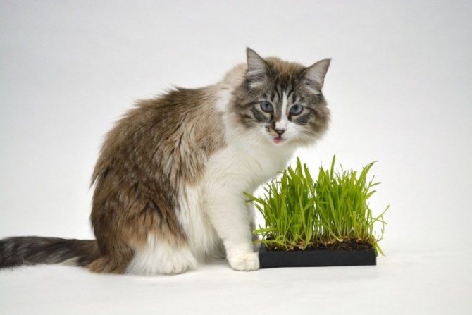 Овес для кота