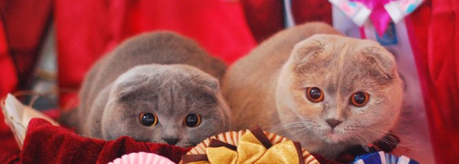 Шотландские кошки