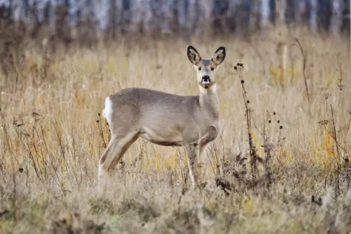 Сибирская косуля (Capreоlus pygаrgus)