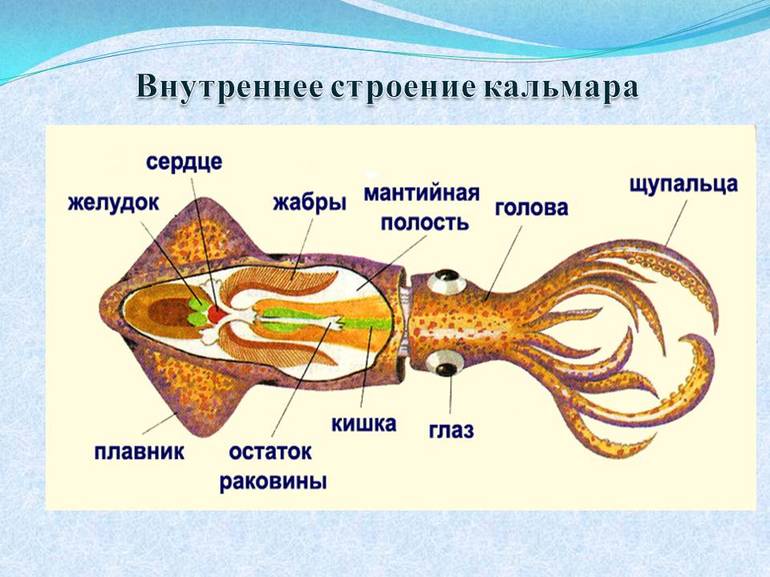 Сообщение о кальмаре (биология 7 класс) - описание, виды и среда обитания