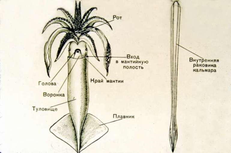 Сообщение о кальмаре (биология 7 класс) - описание, виды и среда обитания