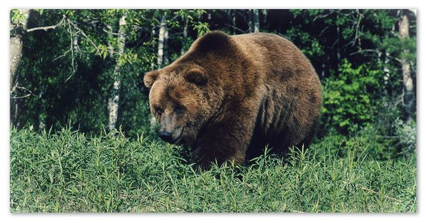 Сообщение про бурого медведя