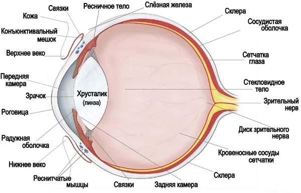Строение глаза кошки