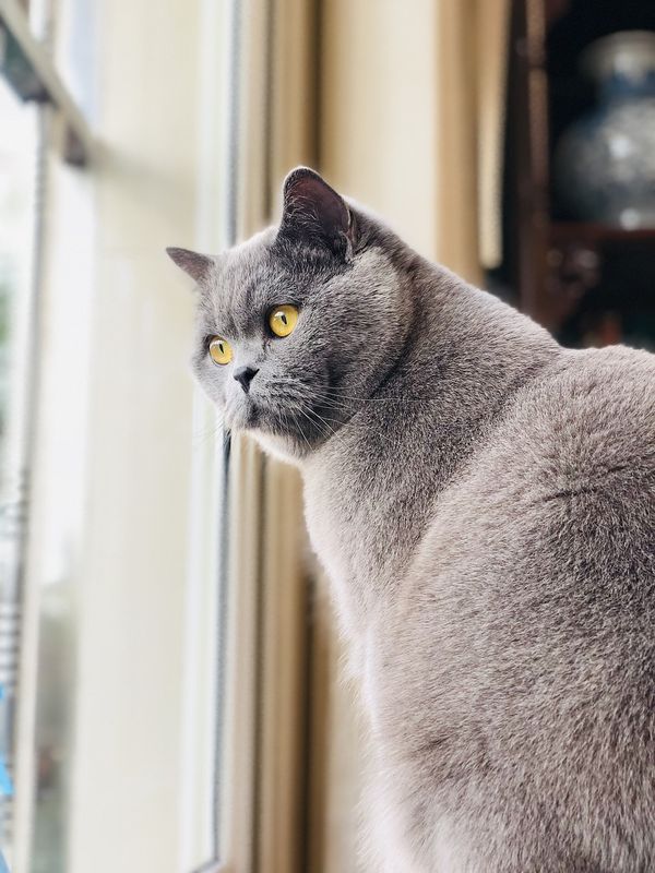 Течка у кошки