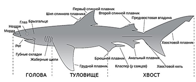 Внешнее строение акулы