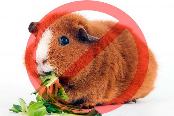 Запрещенные продукты